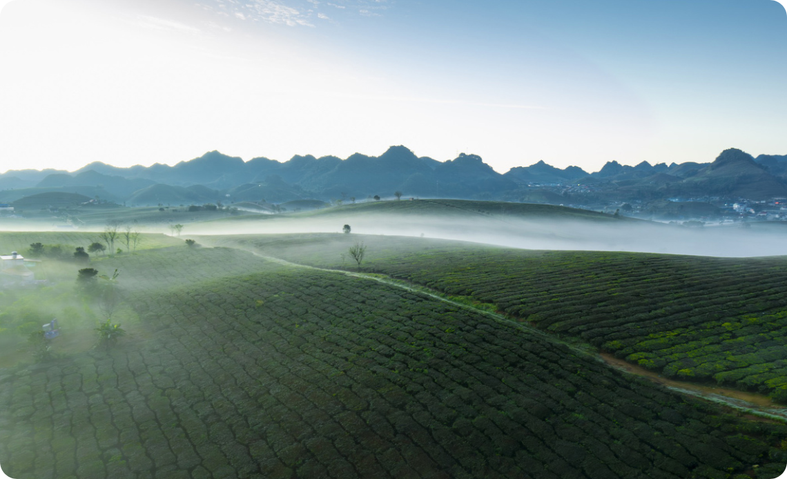 Les collines de thé de Moc Chau